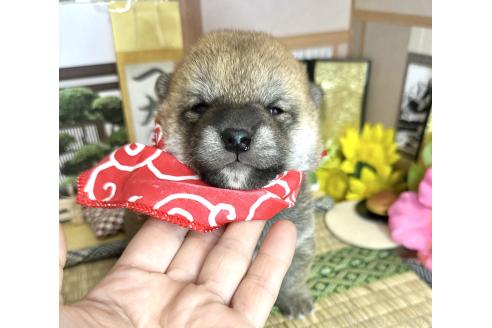 成約済の愛知県の豆柴-372751の24枚目