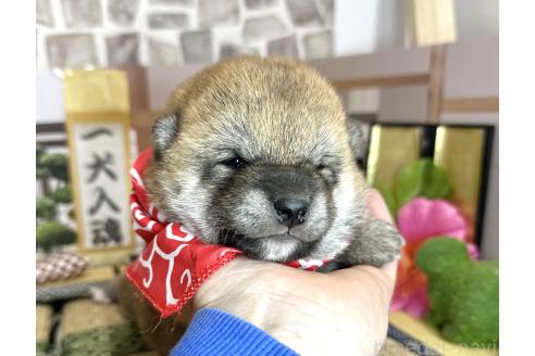 成約済の愛知県の豆柴-372751の23枚目