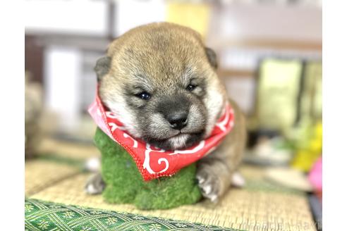 成約済の愛知県の豆柴-372751の22枚目