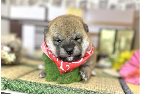 成約済の愛知県の豆柴-372751の21枚目