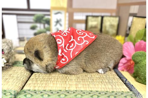 成約済の愛知県の豆柴-372751の20枚目