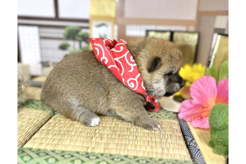 成約済の愛知県の豆柴-372751の19枚目