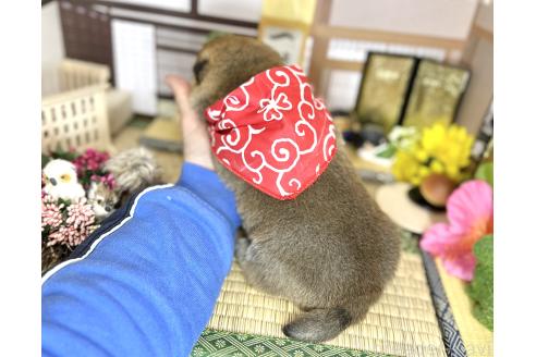 成約済の愛知県の豆柴-372751の18枚目