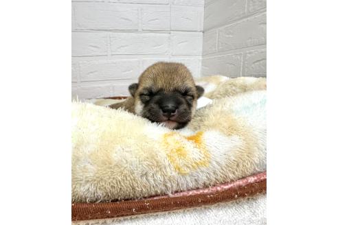 成約済の愛知県の豆柴-372751の14枚目