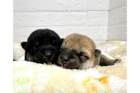成約済の愛知県の豆柴-372751の12枚目