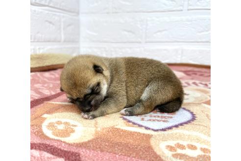 成約済の愛知県の豆柴-372751の9枚目