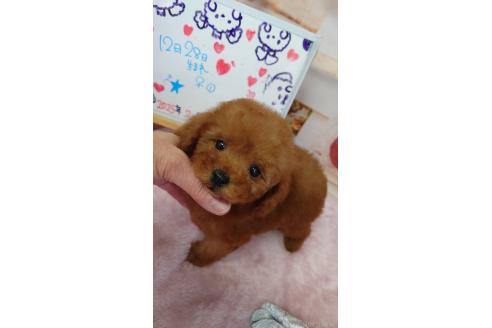 成約済の京都府のタイニープードル-372768の8枚目