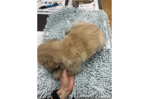 成約済の千葉県のゴールデンレトリーバー-371438の2枚目