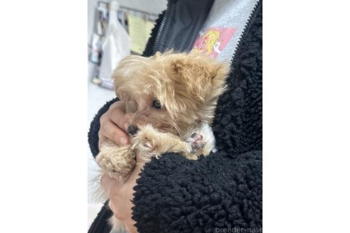 成約済の山口県のミックス犬-372781の2枚目