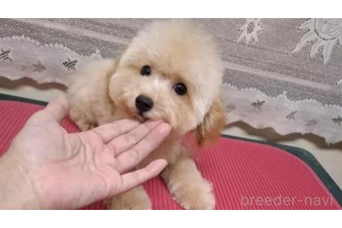 販売中の青森県のティーカッププードル-372780