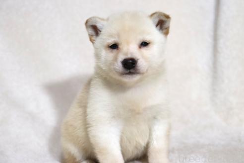 販売中の滋賀県の柴犬-372789の15枚目