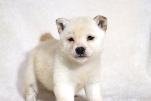 販売中の滋賀県の柴犬-372789の14枚目