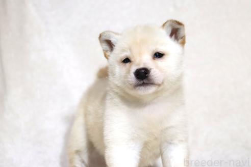 販売中の滋賀県の柴犬-372789の13枚目
