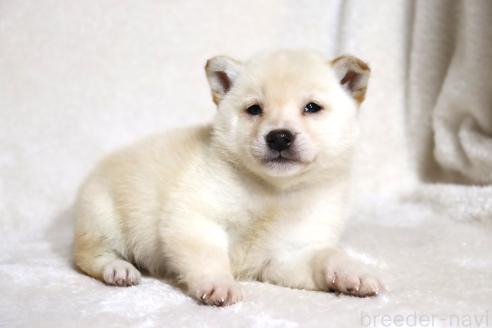 販売中の滋賀県の柴犬-372789の10枚目