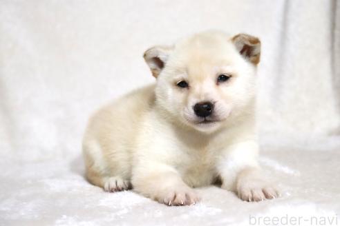 販売中の滋賀県の柴犬-372789の9枚目