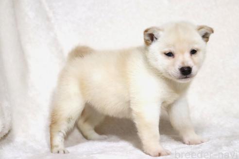 販売中の滋賀県の柴犬-372789の7枚目
