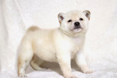販売中の滋賀県の柴犬-372789の6枚目