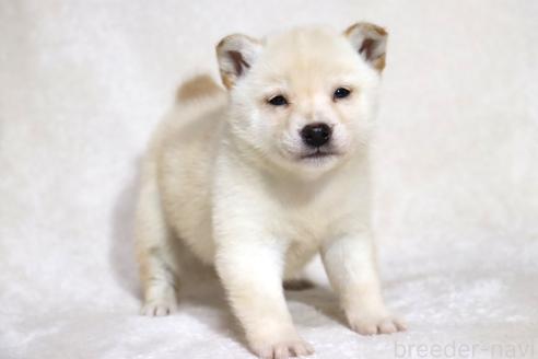 販売中の滋賀県の柴犬-372789の5枚目