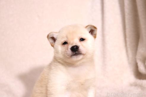 販売中の滋賀県の柴犬-372789の2枚目