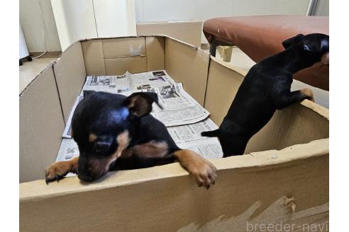 成約済の愛知県のミニチュアピンシャー(ミニピン)-369226の4枚目