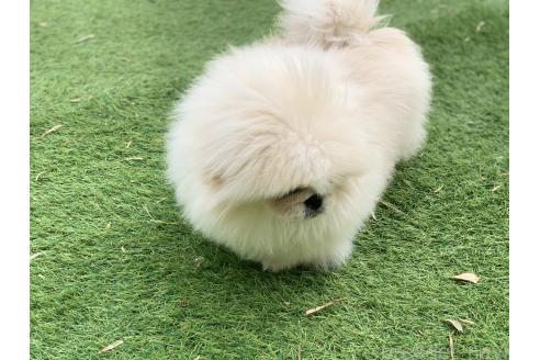 成約済の大分県のペキニーズ-357610の19枚目