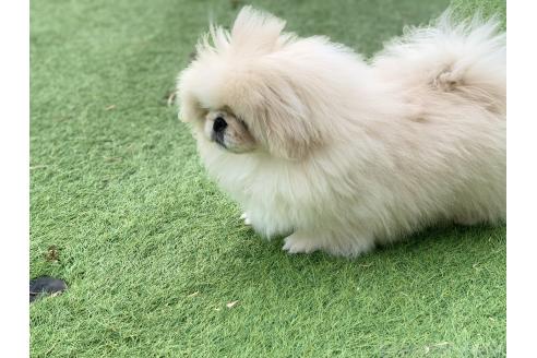 成約済の大分県のペキニーズ-357610の18枚目