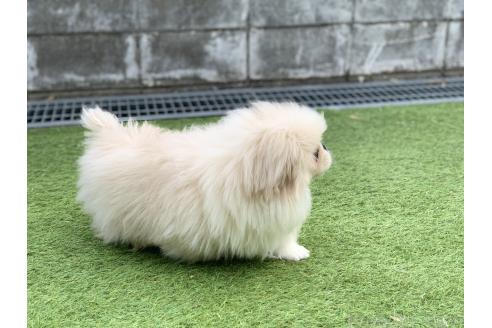 成約済の大分県のペキニーズ-357610の17枚目