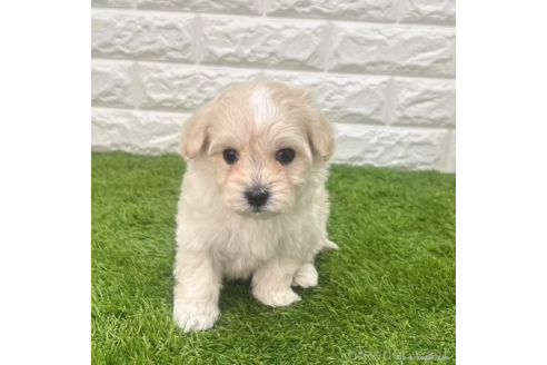 成約済の愛知県のマルプー:マルチーズ×トイプードル-372829