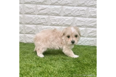 成約済の愛知県のマルプー:マルチーズ×トイプードル-372829の5枚目