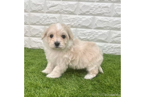 成約済の愛知県のマルプー:マルチーズ×トイプードル-372829の4枚目