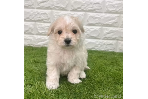 成約済の愛知県のマルプー:マルチーズ×トイプードル-372829の3枚目