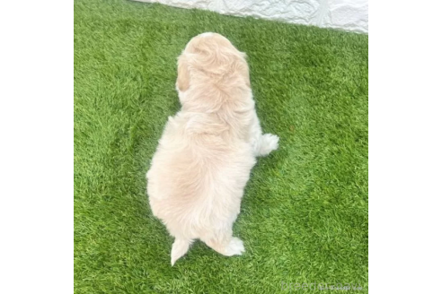 成約済の愛知県のマルプー:マルチーズ×トイプードル-372829の2枚目