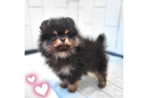 成約済の茨城県のポメラニアン-367640の2枚目