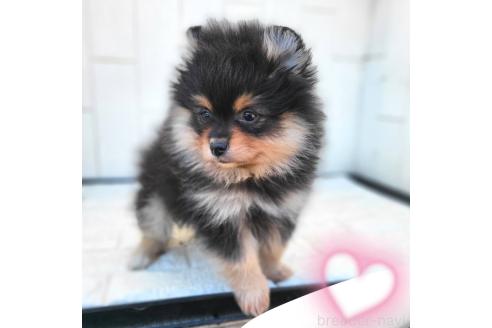 成約済の茨城県のポメラニアン-367637の11枚目