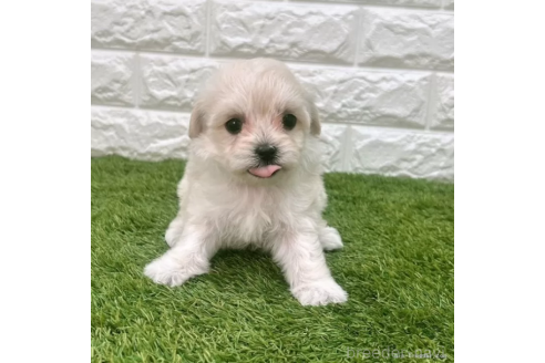 成約済の愛知県のマルプー:マルチーズ×トイプードル-372844の1枚目