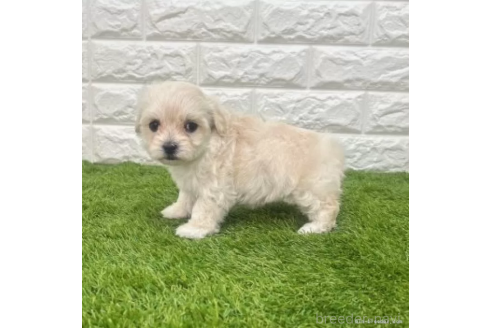 成約済の愛知県のマルプー:マルチーズ×トイプードル-372844の5枚目