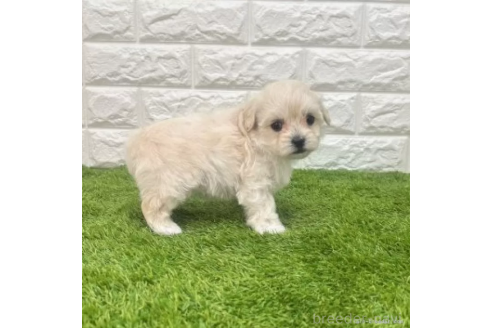 成約済の愛知県のマルプー:マルチーズ×トイプードル-372844の4枚目