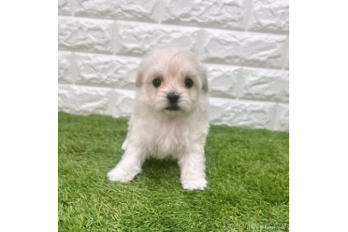 成約済の愛知県のマルプー:マルチーズ×トイプードル-372844の3枚目