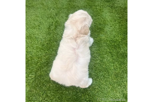 成約済の愛知県のマルプー:マルチーズ×トイプードル-372844の2枚目