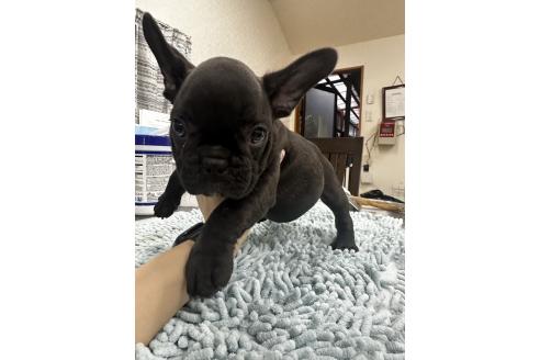 成約済の千葉県のフレンチブルドッグ-366948の5枚目