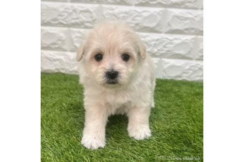 成約済の愛知県のマルプー:マルチーズ×トイプードル-372851の1枚目