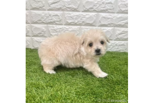 成約済の愛知県のマルプー:マルチーズ×トイプードル-372851の5枚目