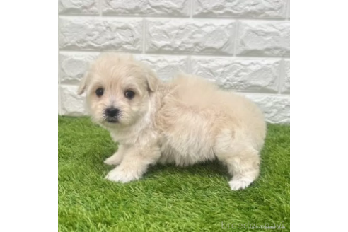 成約済の愛知県のマルプー:マルチーズ×トイプードル-372851の4枚目