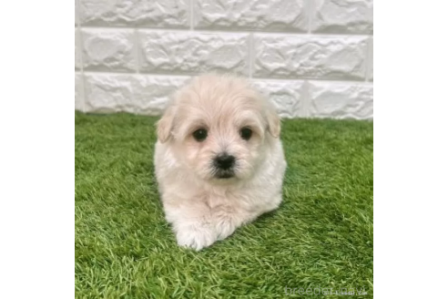 成約済の愛知県のマルプー:マルチーズ×トイプードル-372851の3枚目