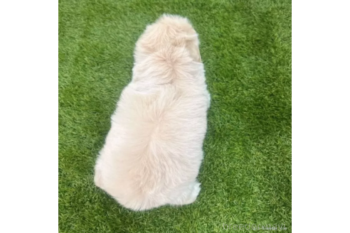 成約済の愛知県のマルプー:マルチーズ×トイプードル-372851の2枚目