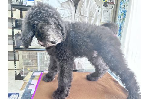 成約済の香川県のスタンダードプードル-357203の15枚目