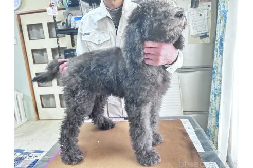 成約済の香川県のスタンダードプードル-357203の14枚目