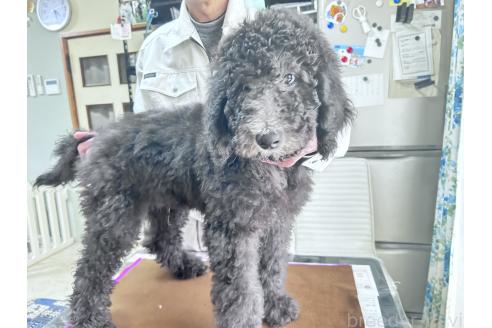 成約済の香川県のスタンダードプードル-357203の13枚目