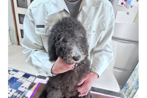 成約済の香川県のスタンダードプードル-357203の10枚目