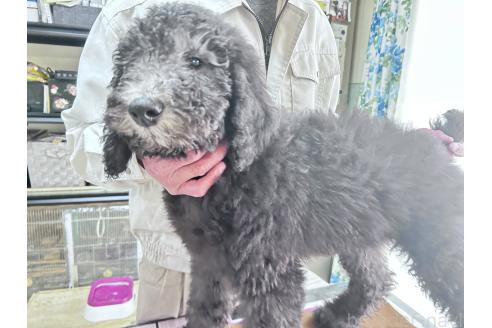 成約済の香川県のスタンダードプードル-357203の9枚目